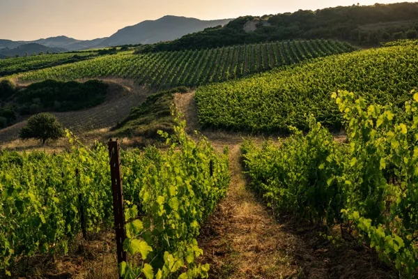 Filari di vigna ad alberello sulle colline di Badde Nigolosu al tramonto.