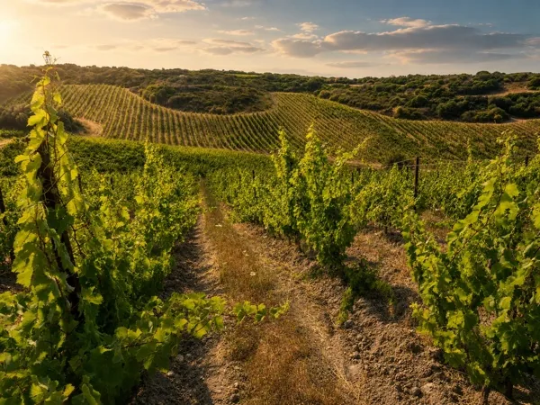 Vigneto di Badde Nigolosu tra le colline della Romangia, luce di fine giornata.